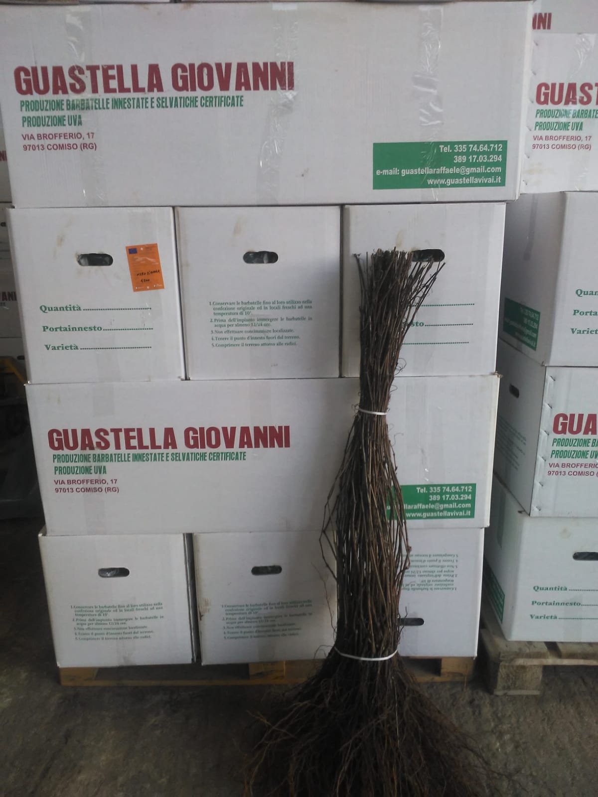 prodotti e servizi Vivai Guastella