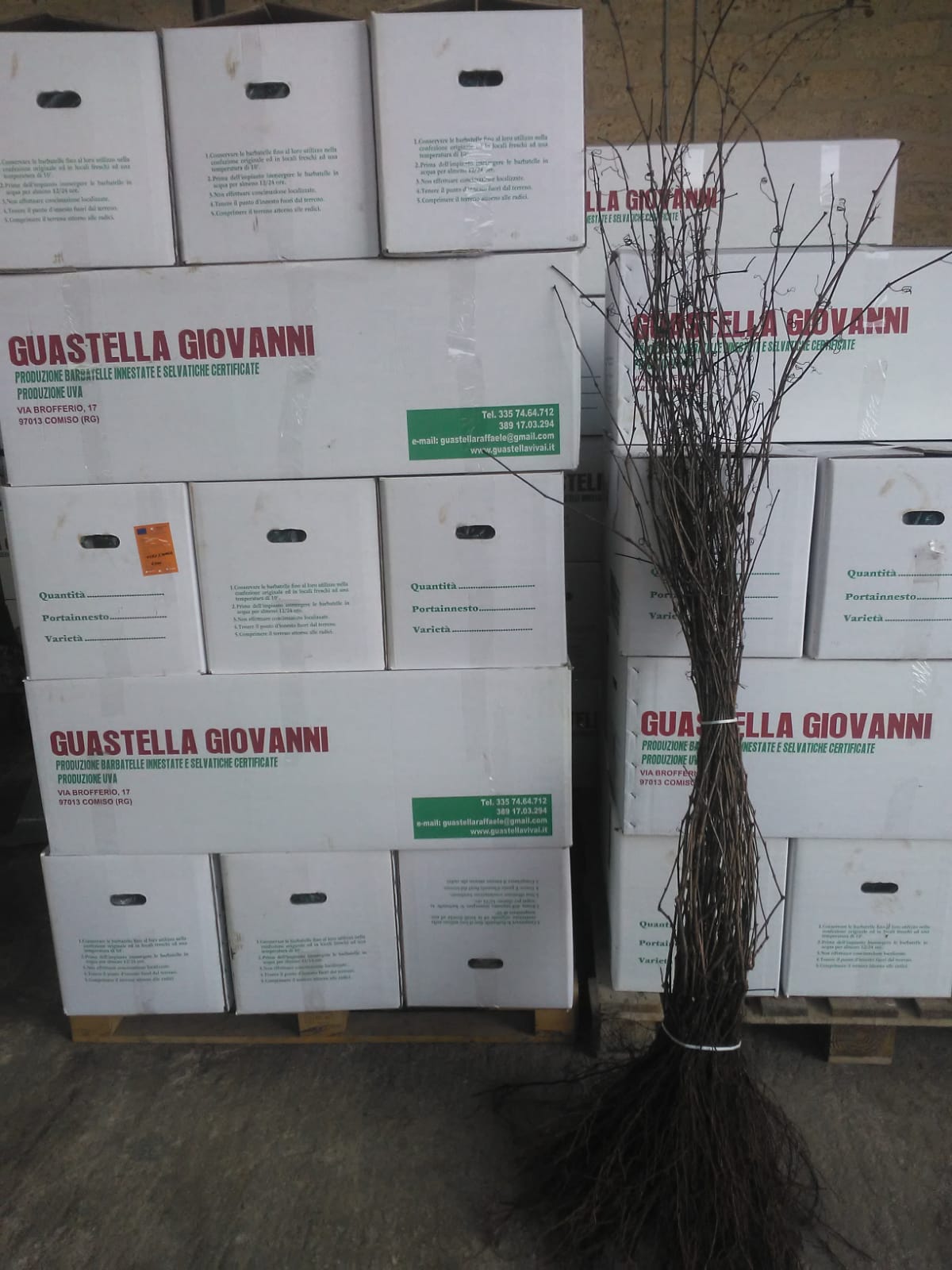 prodotti e servizi barbatelle innestate