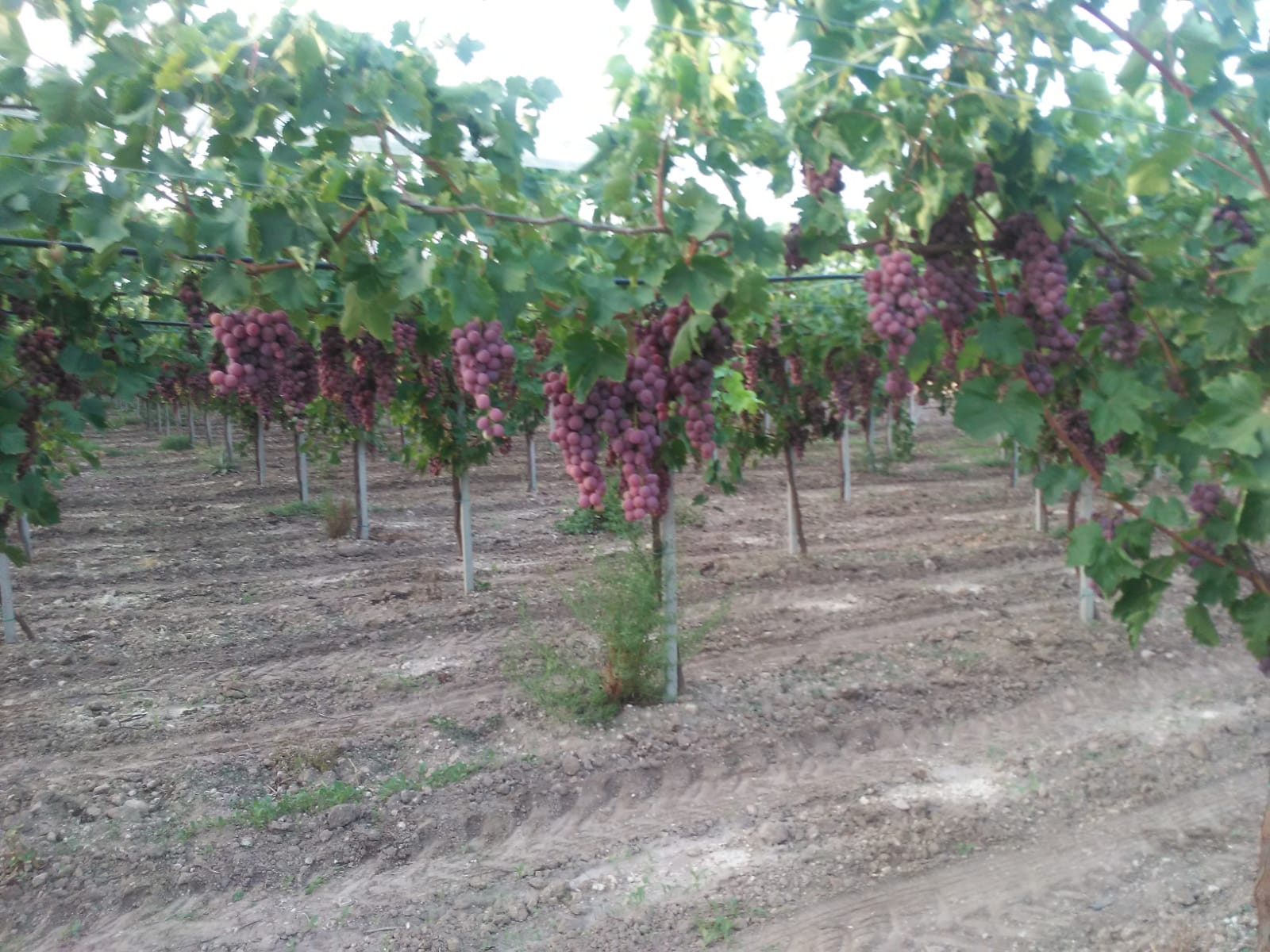 Vivai-Guastella-Impianto-Vigneto